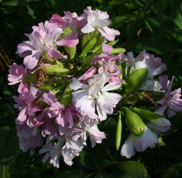 Double Pink Soapwort, Bouncingbet, Mock Gillyflower, Saponaria officinalis 'Flore Pleno'